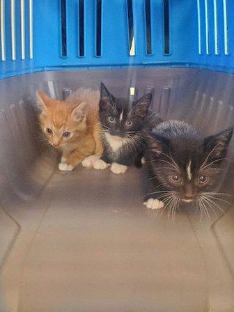 Hands Helping Paws Rescue