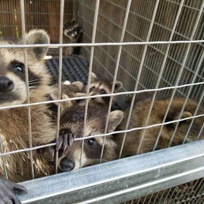 Wildlife Education and Rehabilitation Center Inc.