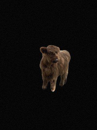 A & J Cattle Co. LLC