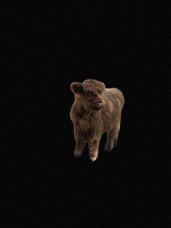A & J Cattle Co. LLC