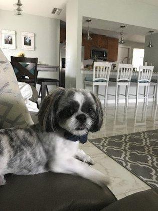 Country Dog Grooming Salon