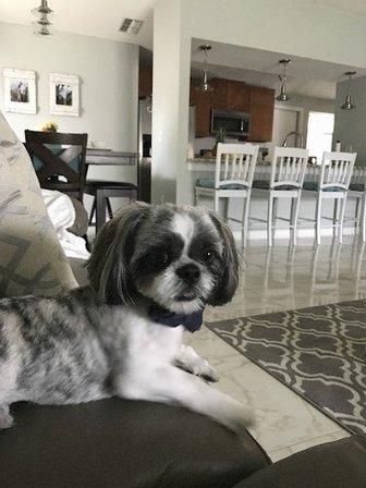 Country Dog Grooming Salon