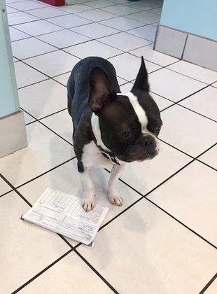 TLC Animal Hospital