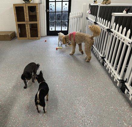 Friendly Paws Inn