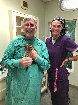 Cat Hospital At Palm Harbor