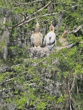 Crystal River National Wildlife Refuge