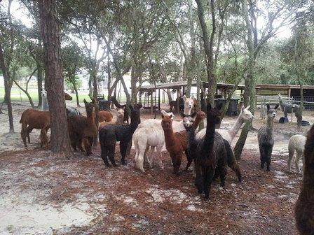 Funny Farm Alpacas