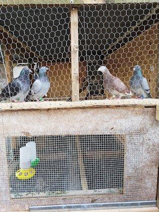 Gulf Coast Homing Club