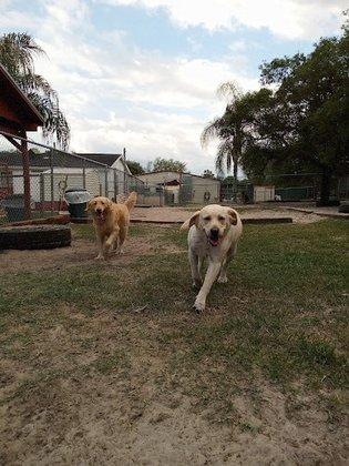 Four Paws Dog Day Camp-Kennel