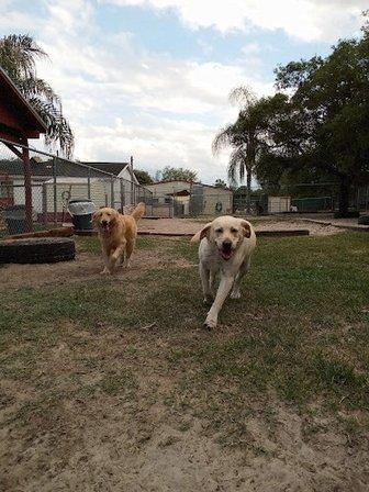 Four Paws Dog Day Camp-Kennel