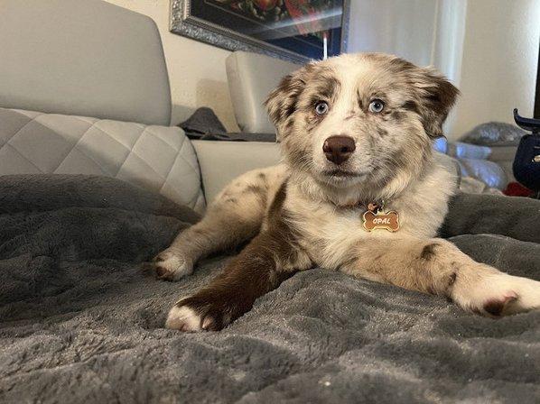 Arlingtons Mini Aussies