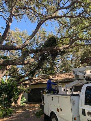 Marbella Landscape and tree service LLC