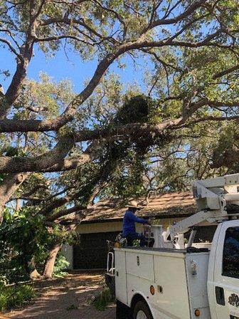Marbella Landscape and tree service LLC
