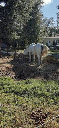 The Greener Side Ranch