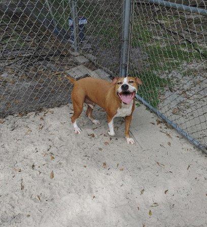 Keystone Kennels