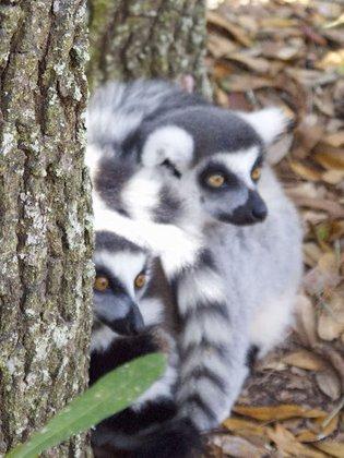 Lemur Conservation Foundation