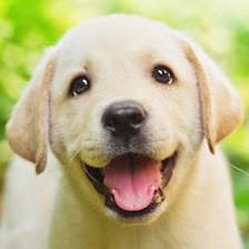 Petland Bradenton
