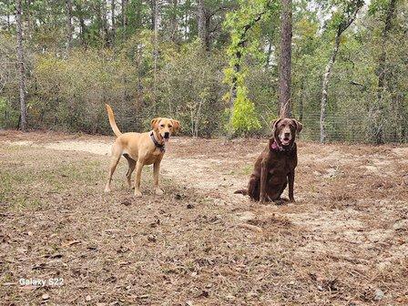 Camp Casburn, Overnight dog boarding