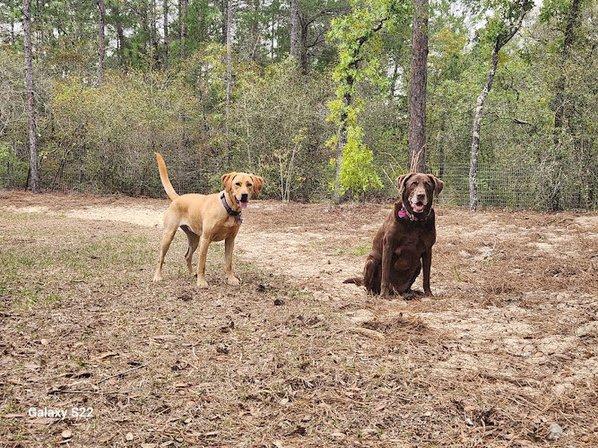 Camp Casburn, Overnight dog boarding