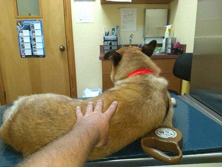Dr. Bob Irelan's Veterinary Services