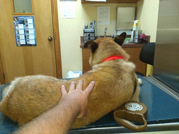 Dr. Bob Irelan's Veterinary Services