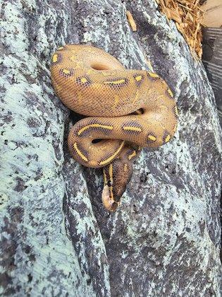 C.F. Exotics