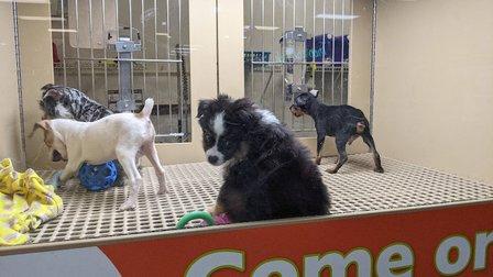 Petland Bradenton