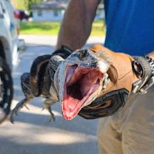 Crystal River Wildlife Removal