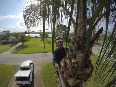 Beechnut Tree Service