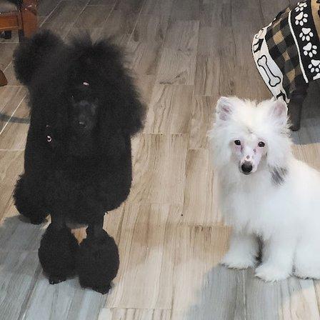 Amari Miniature Poodles and Chinese Cresteds Breeder