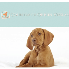 Country of Origin Vizslas