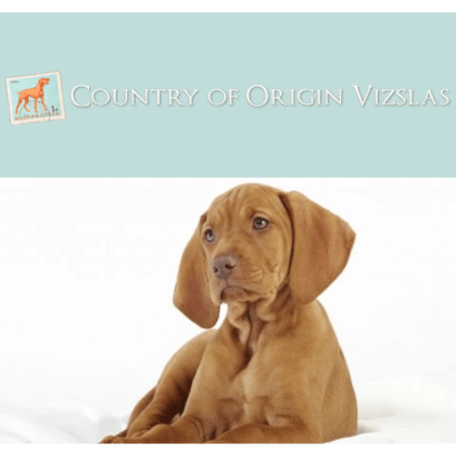 Country of Origin Vizslas