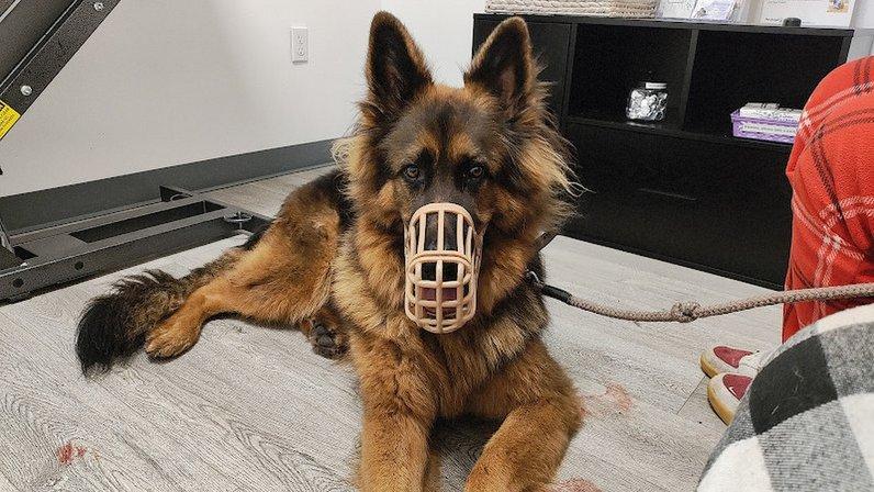 VETS ER: Veterinary Emergency Triage and Surgery