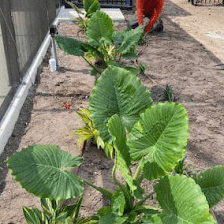 Castro Irrigation Services LLC