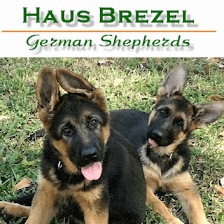 Haus Brezel German Shepherds