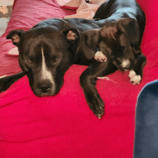 Eddies Doggie Day Care Services