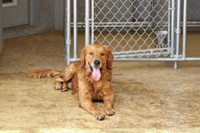 Double R Dog Ranch