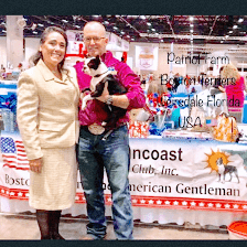 Patriot Farm Boston Terriers