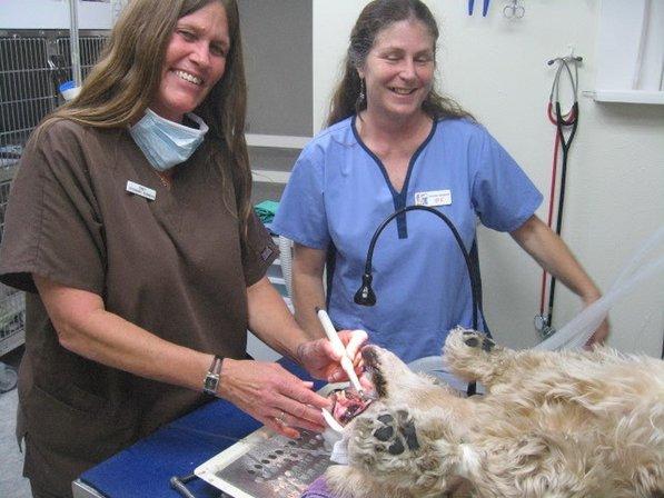 Westside Animal Clinic