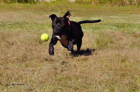SuperDog Center