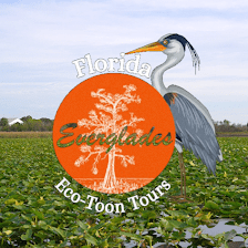 Florida Everglades Eco-Toon Tours