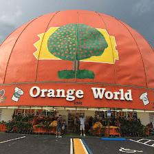 Eli’s Orange World