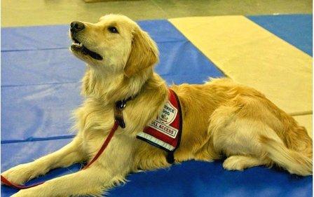 Working Service Dog