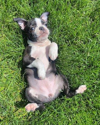 Patriot Farm Boston Terriers