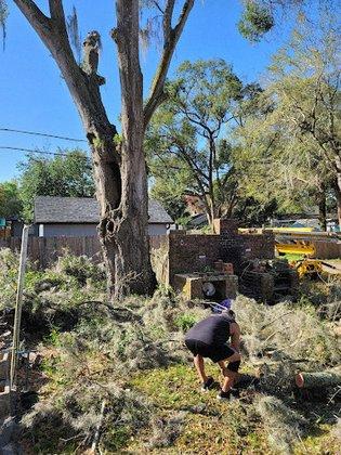 Harry Hale Tree Service