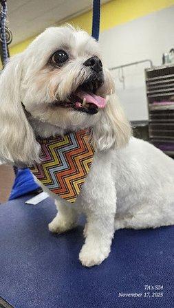 Passion Fur Pets Pooch and Kitty Parlor