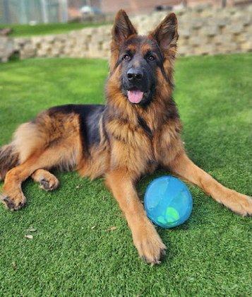 Haus Brezel German Shepherds