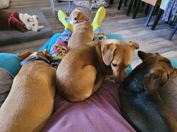 Eddies Doggie Day Care Services