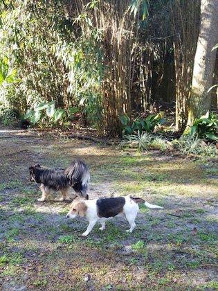 Dogdom of Ocala