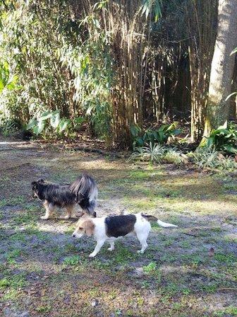 Dogdom of Ocala